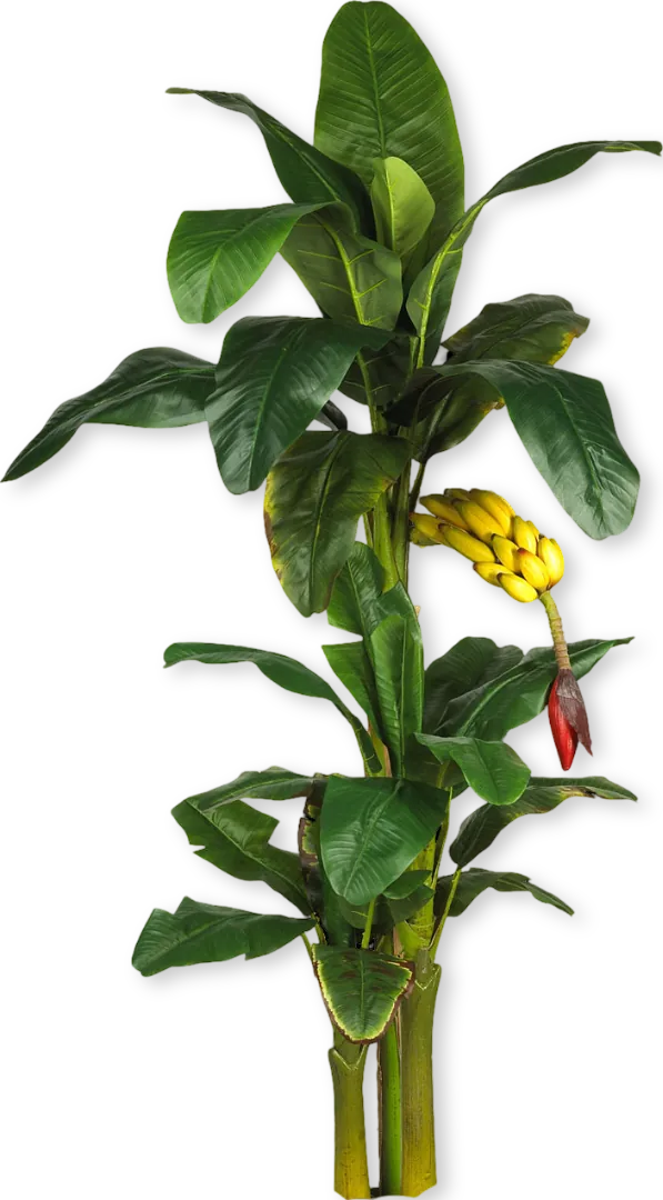 Banana