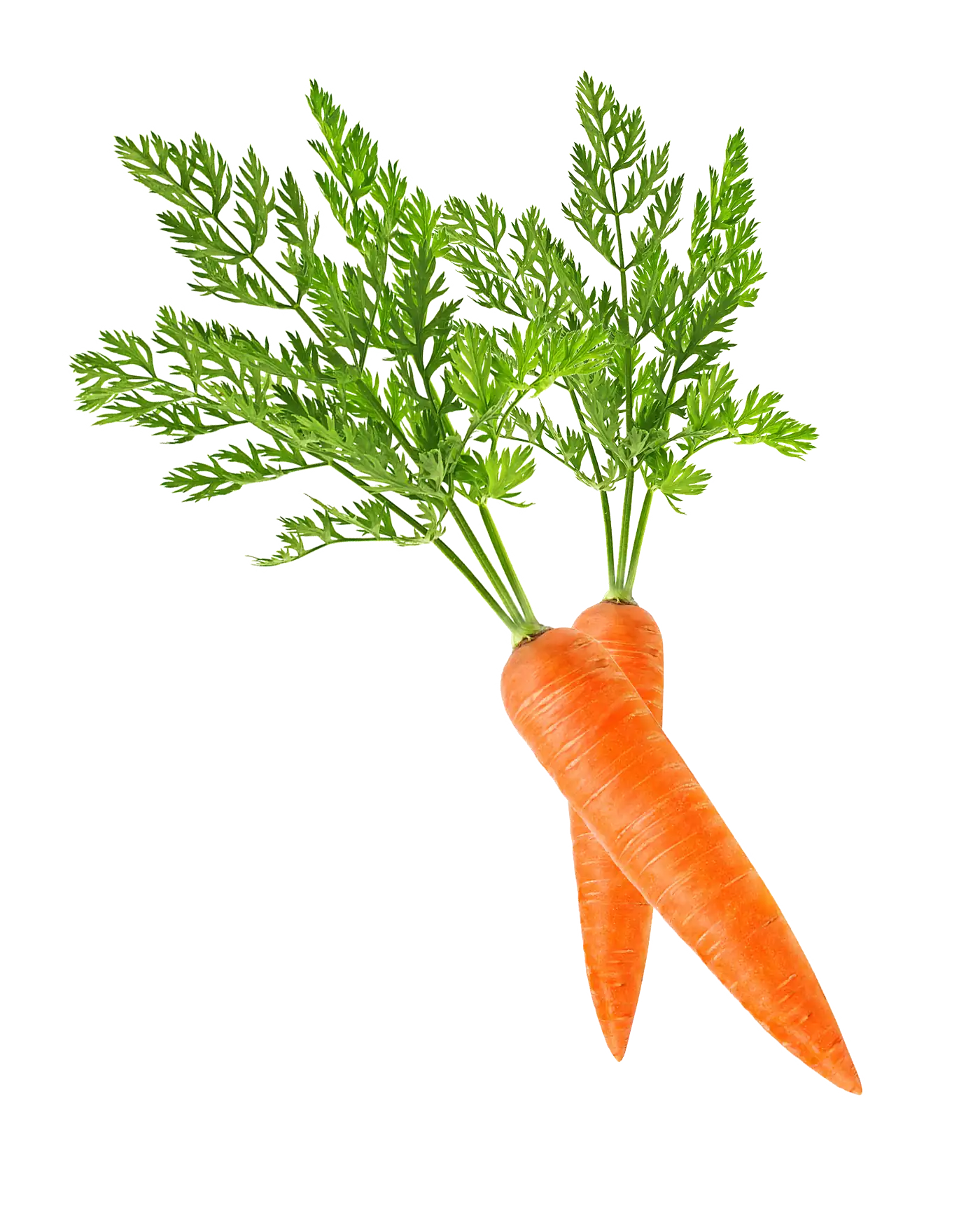 Carrot