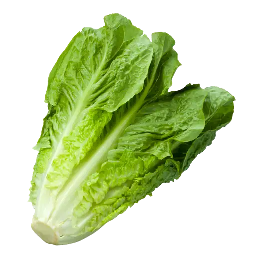 Lettuce