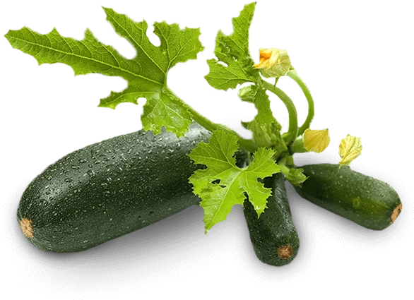 Zucchini